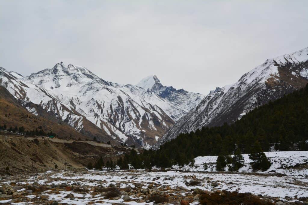 雪松原生於喜馬拉雅山區與地中海山脈地區