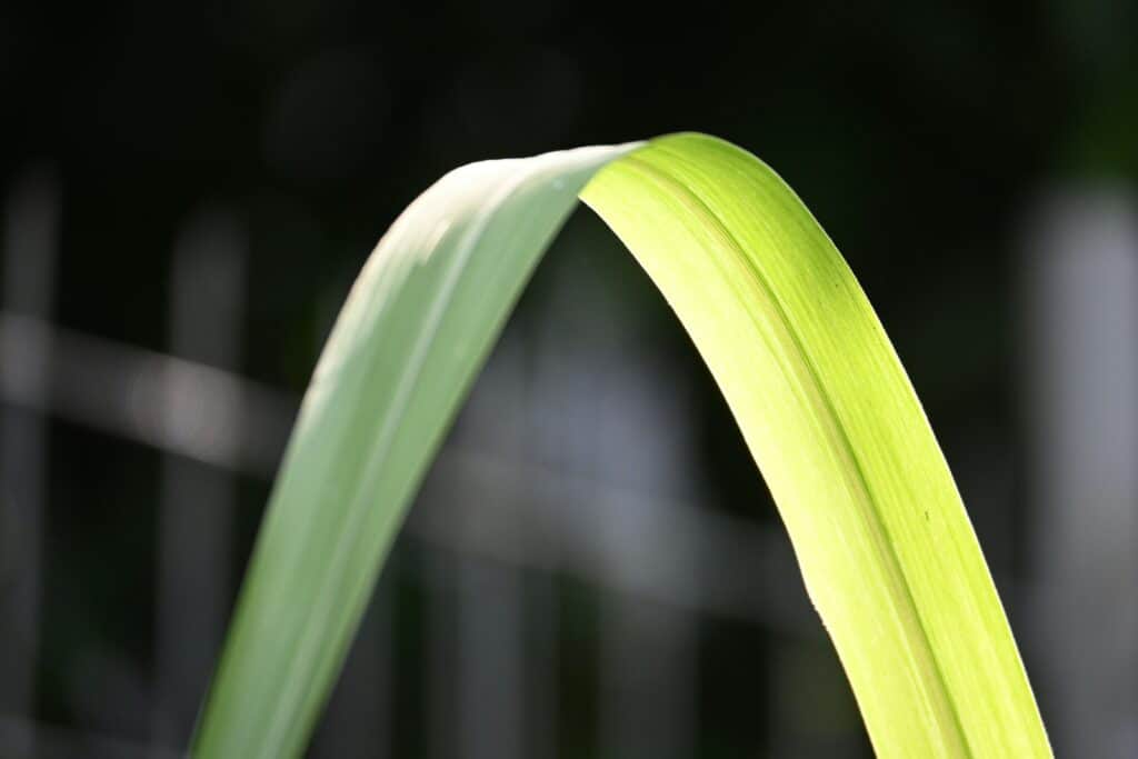 香茅種類—檸檬香茅只是其中一種!