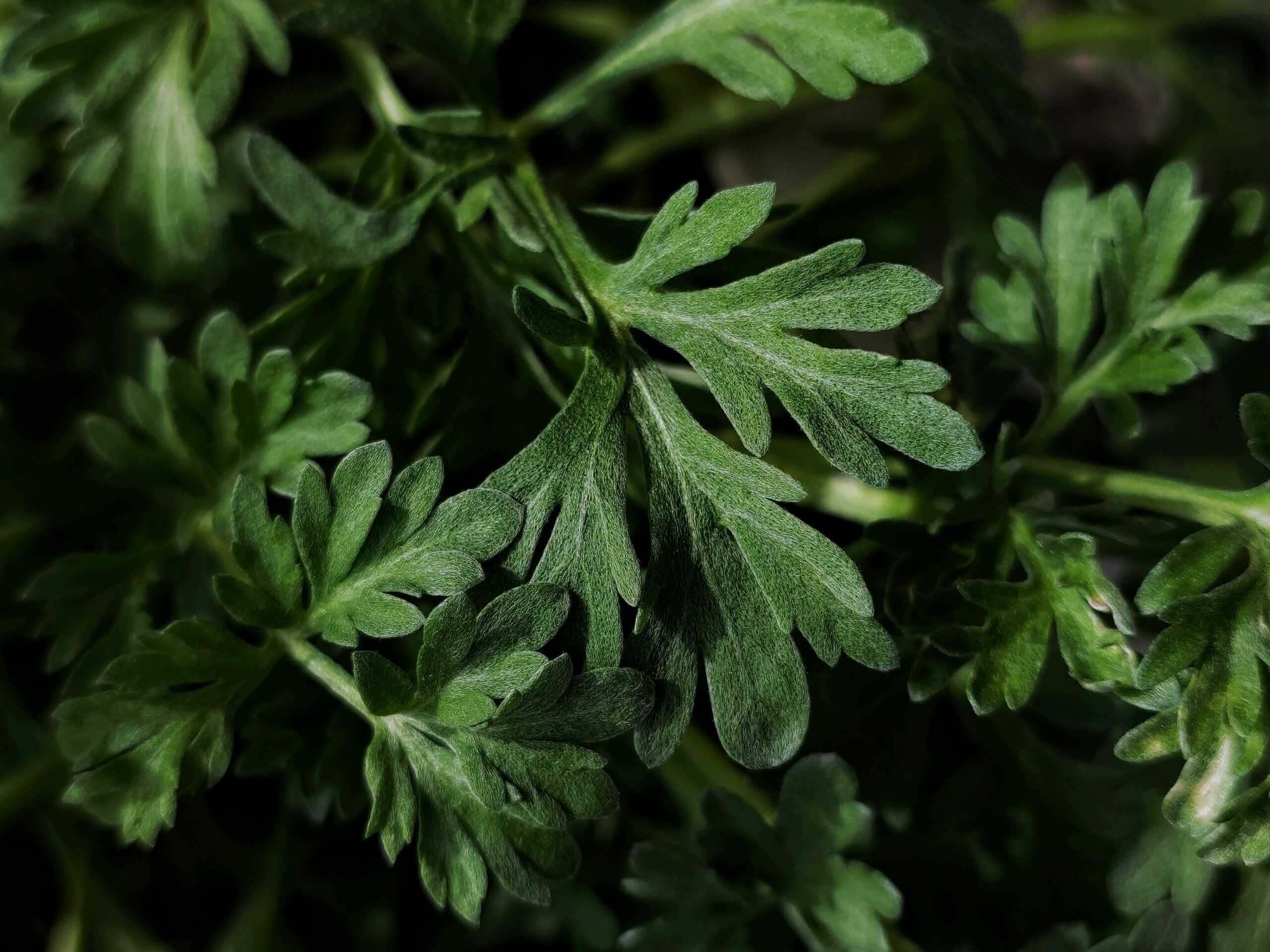 艾草是什麼?多功能天然草本植物