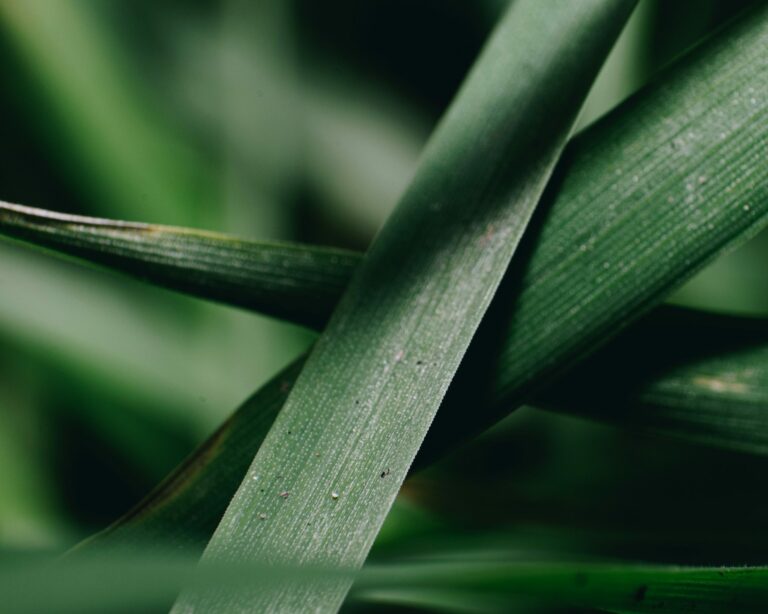 【香茅的功效】防蚊、養生兩不誤！檸檬香茅的禁忌你知道嗎？