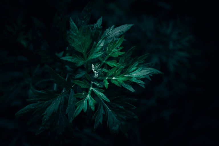 【艾草功效與禁忌】艾草真的能避邪嗎？真相揭曉！