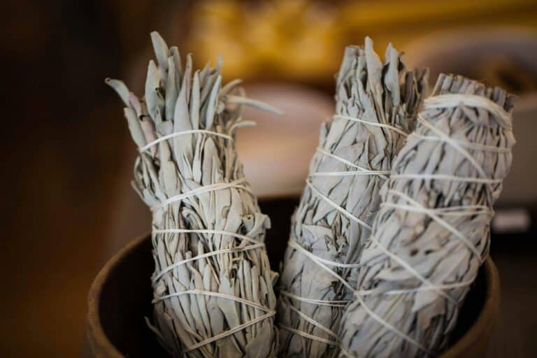 【 6 大鼠尾草功效】淨化磁場的種類有哪些？這些族群需慎用！
