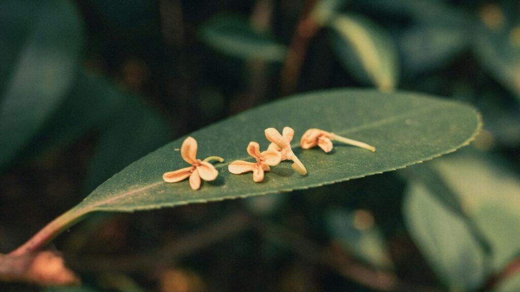 哪一種桂花最香?